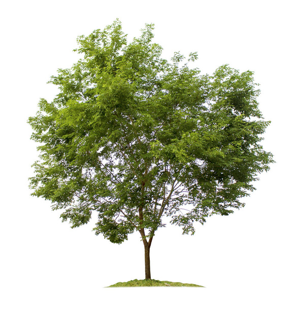 Beyaz arka planda bahçe tasarımı için kesme yolları olan ağaç. Dalbergia koçinensis, Asya 'da bulunan tropikal türler. Güzel desenli ve pahalı bir ahşap desenli çam ağacı.. - Fotoğraf, Görsel