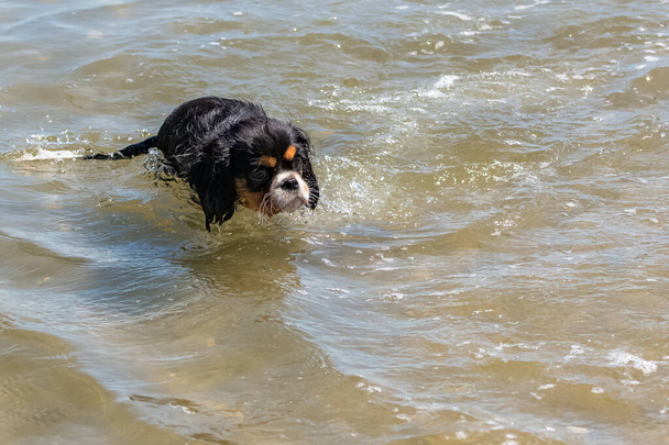 Süvari bir köpek kralı Charles, yosunların içinde yüzen sevimli bir köpek yavrusu.  - Fotoğraf, Görsel