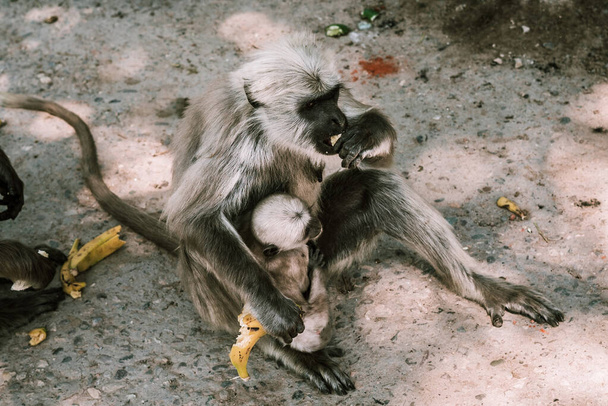 großer grauer Affe mit kleinem Kind isst Banane und Gurke in Asien - Foto, Bild