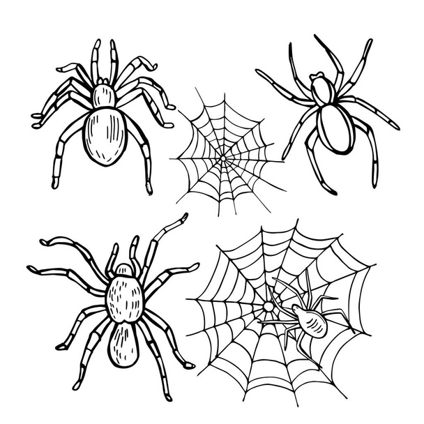  Kézzel rajzolt pókok fehér háttérrel. Vektorvázlat illusztráció. - Vektor, kép