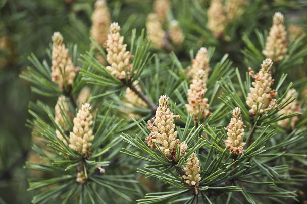Enfoque selectivo. Conos de pino macho (Pinus sylvestris). El polen de pino es un alérgeno fuerte
. - Foto, Imagen