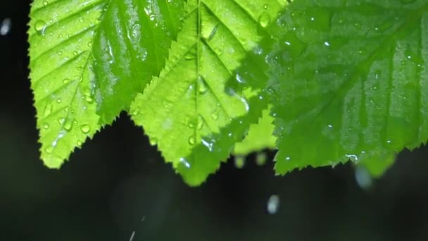 zelený list s kapkami rosy - Záběry, video