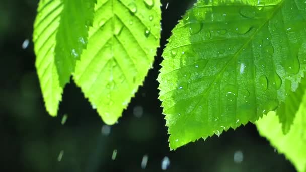 πράσινο φύλλο με σταγόνες δροσιάς - Πλάνα, βίντεο