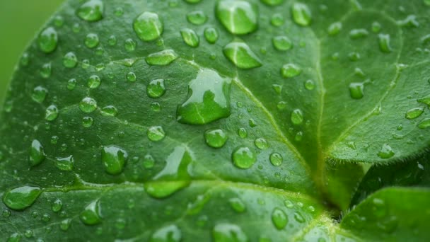 Green leaf with dew drops - Πλάνα, βίντεο