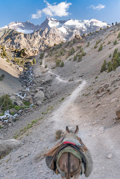 El burro doméstico en el deber de transportar carga en silla de montar en las montañas Fann en Tayikistán
 - Foto, Imagen