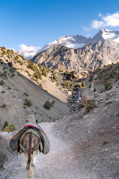 A hazai szamár, aki a teadzsikisztáni fann hegyekben szállít rakományt nyeregben. - Fotó, kép