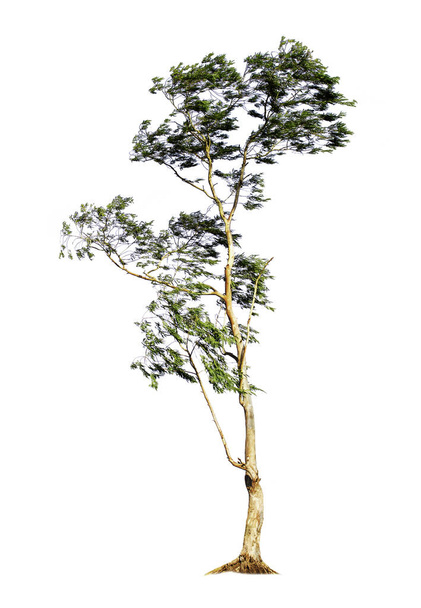 Евкаліпт, ізольований на білому тлі, має обрізані доріжки для дизайну саду. Велике дерево в Австралії, яке є основним продуктом харчування коал.. - Фото, зображення