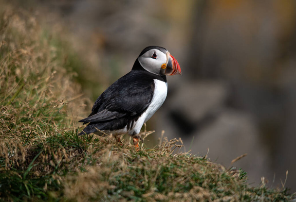 The Atlantic puffin, also known as the common puffin  - Foto, Imagen