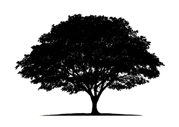Strom izolované na bílém pozadí s výstřižkovými cestičkami pro zahradní design.Tropické druhy nalezené v Asii. - Fotografie, Obrázek