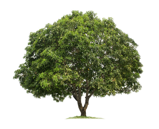 Puu eristetty valkoisella pohjalla. Mango puu leikkausreittejä puutarhan suunnitteluun. Aasiassa esiintyvät trooppiset lajit
. - Valokuva, kuva