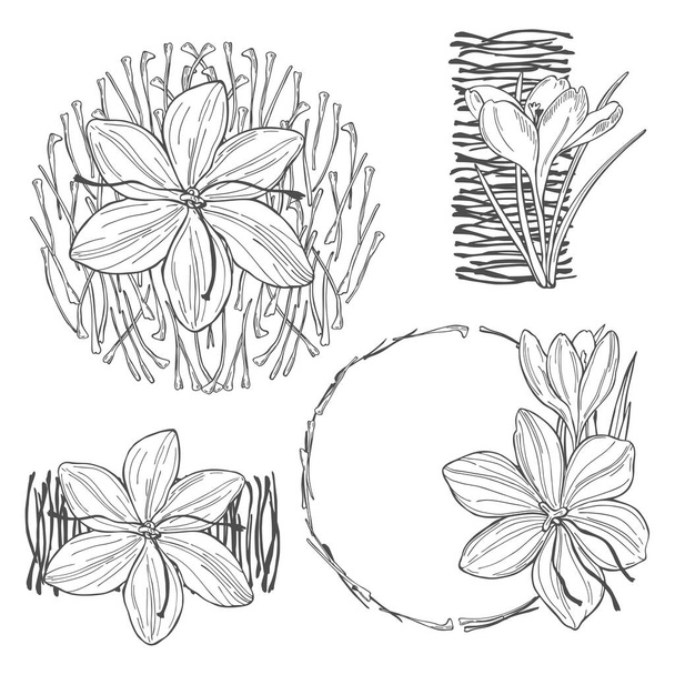 Especiaria de açafrão. Desenho desenhado à mão ilustração
 - Vetor, Imagem
