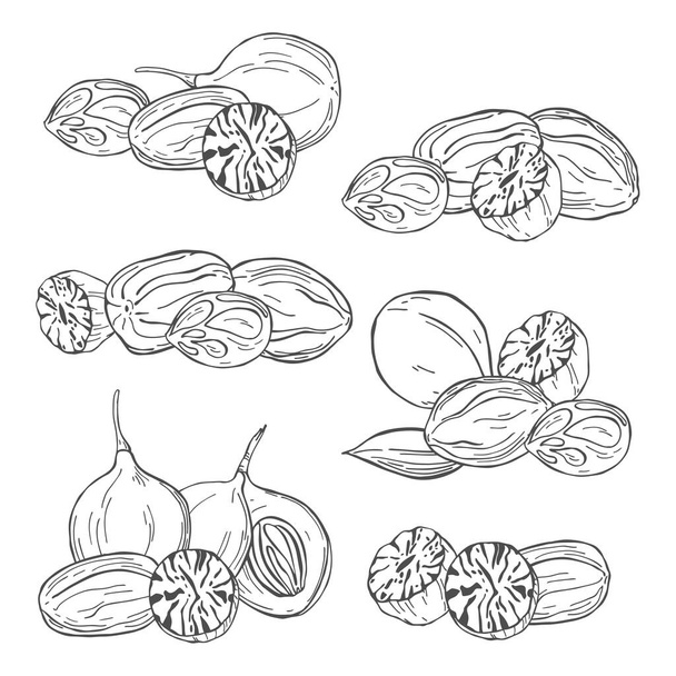 Nutmeg. Hand drawn sketch illustration - Vector, Imagen