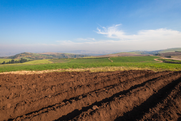 Plowed Earth Planting Crops - Photo, Image