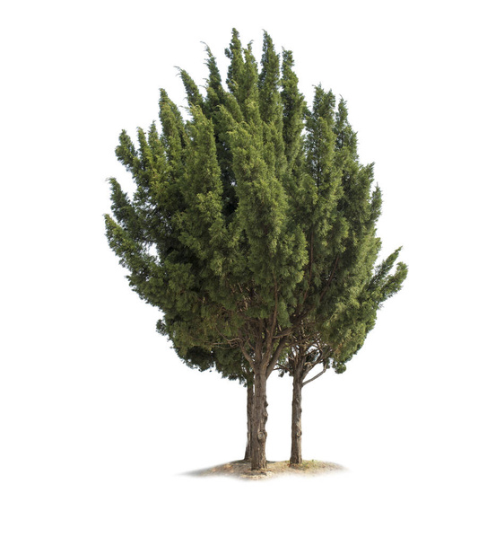 Pine tree isolated on white background with clipping paths for garden design. Temperate tree popularly used to decorate the garden outside the building. - Photo, Image