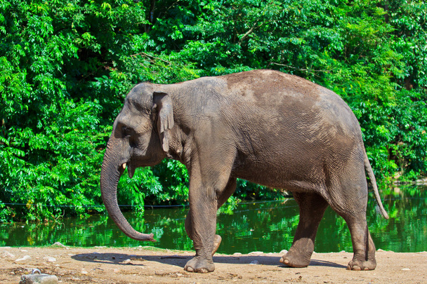 Asia elephant - Fotó, kép