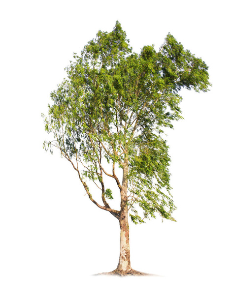 Ευκάλυπτος δέντρο απομονωμένο σε λευκό φόντο με αποκόμματα μονοπάτια για το σχεδιασμό του κήπου. Μεγάλο δέντρο βρίσκεται στην αυστραλιανή ήπειρο, η οποία είναι η βασική τροφή για κοάλα. - Φωτογραφία, εικόνα