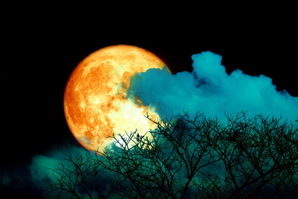 Full blood strawberry moon back cloud and tree in the field and blue sky, Elements of this image furnished by NASA - Photo, Image