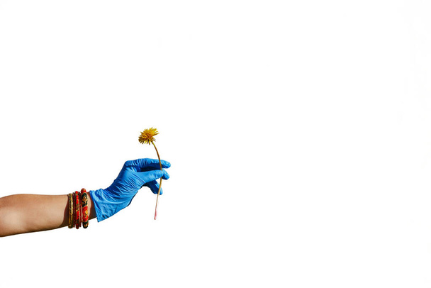 Eine Hand in einem blauen Handschuh hält einen Löwenzahn auf weißem Hintergrund - Foto, Bild