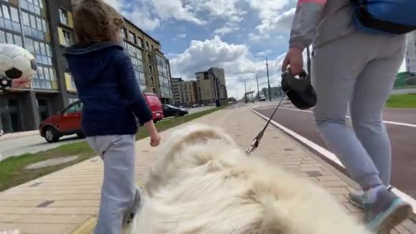 De wereld door de ogen van een hond. golden retriever voor een wandeling. Hond standpunt, slow motion video - Video