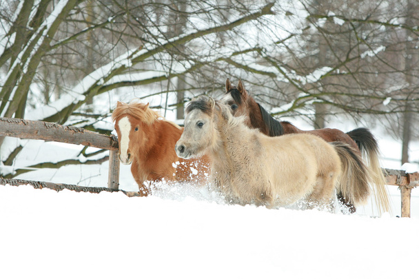 atların kışın çok kar koşu - Fotoğraf, Görsel