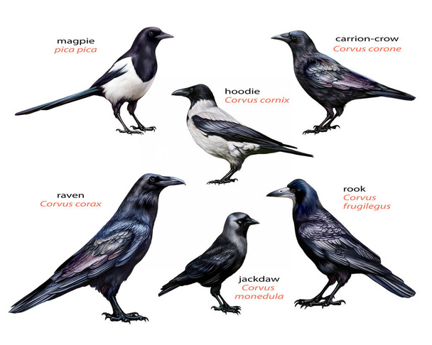 Family of corvids, collection of birds for comparison: raven, rook, magpie, black crow, gray crow and jackdaw, realistic drawing, illustration for encyclopedia of birds, isolated on white background - Photo, Image