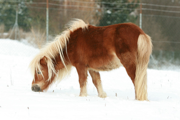 mooie kastanje pony met lange manen in de winter - Foto, afbeelding