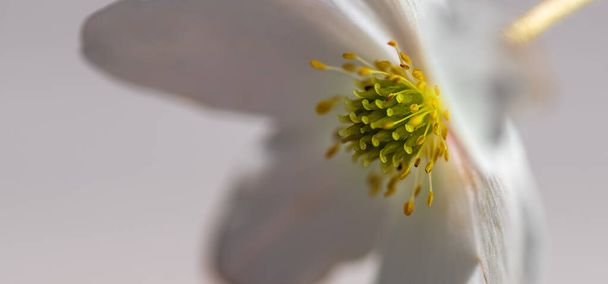 Ein weißer Schluck aus nächster Nähe, als die Sonne im schwedischen Frühsommer das Innere der Blume erhellt. - Foto, Bild