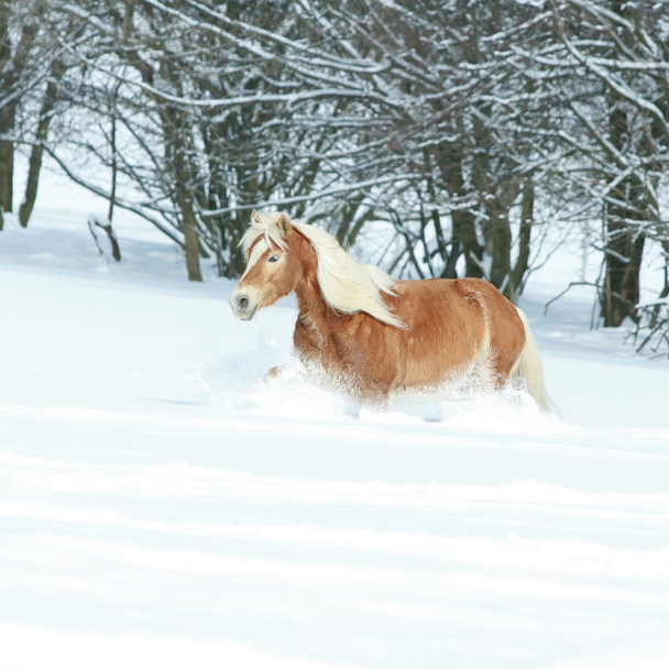 Haflinger με μακριά χαίτη τρέξιμο στο χιόνι - Φωτογραφία, εικόνα