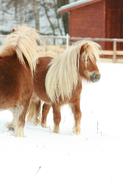 Deux magnifiques ponnies à longue crinière se déplaçant en hiver
 - Photo, image