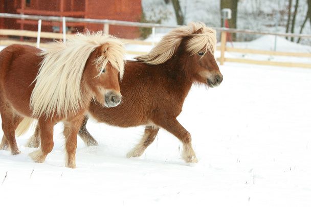 twee prachtige ponnies met lange manen uitgevoerd in de winter - Foto, afbeelding
