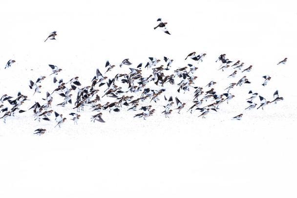 雪の中で種子に餌を与える雪のバンティング(プレクトロフェナックス・ニヴァリス)の群れ,アイスランド北部と飛行を取る - 写真・画像