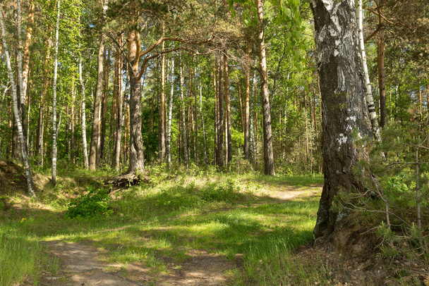 Route dans les bois parmi les arbres par une journée ensoleillée
. - Photo, image
