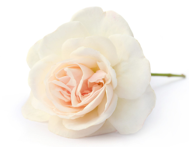 White rose - Valokuva, kuva