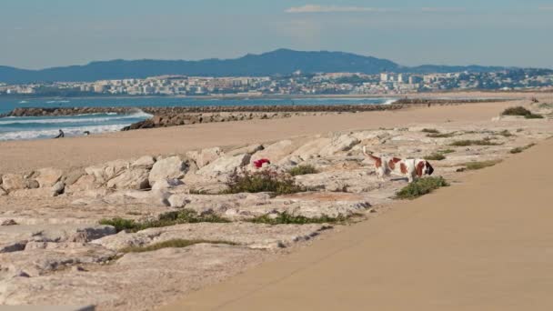 Basset-Hunde gehen an einem sonnigen Tag in der Nähe des Strandes von Lissabon, Portugal. Zeitlupe, BMPCC 4K. - Filmmaterial, Video