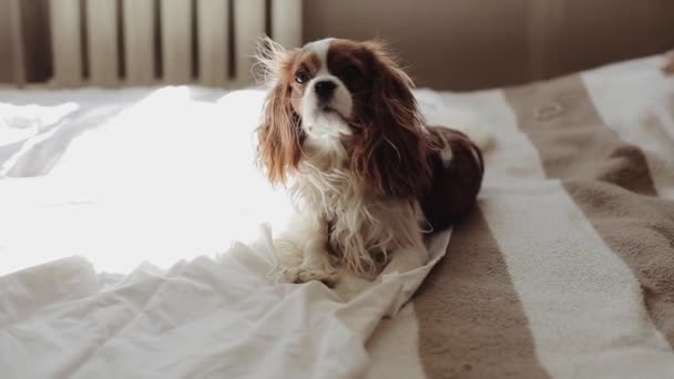 Pes kavalíra krále Karla Španěla leží na posteli v ložnici v paprscích slunečního světla a mává ocasem. Detailní záběr - Záběry, video