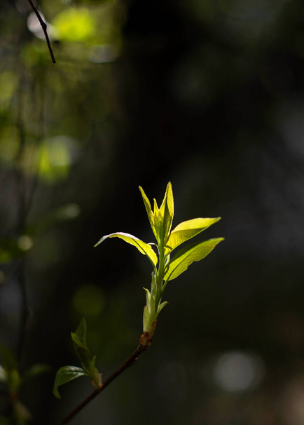 green leaves on the tree - Fotó, kép