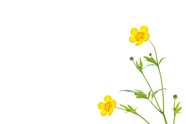 Gelbe Wildblumen Ranunkel isoliert auf weißem Hintergrund. Blume - Foto, Bild
