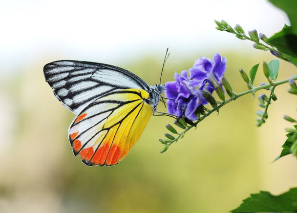 Motýl - Fotografie, Obrázek
