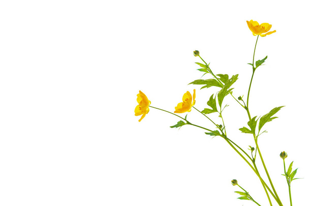 Yellow wildflowers buttercup isolated on white background. flower - Photo, Image