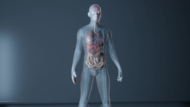 Az agy anatómiája a férfi testben - Felvétel, videó