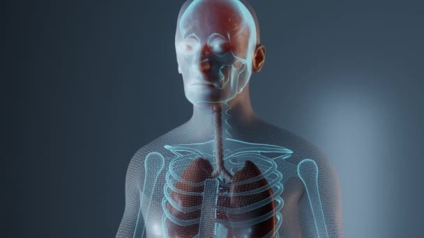 Tüdő anatómiája férfi testben - Felvétel, videó