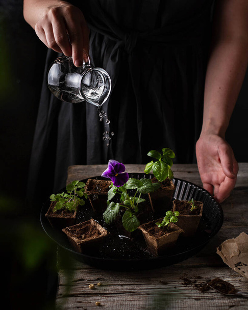Seedlings of flowers and plants in peat pots on a wooden table, a girl pours them water from a glass jug. - Foto, afbeelding
