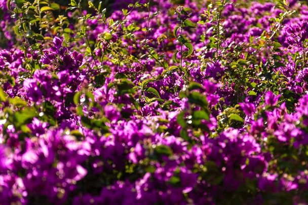 Кущ фіолетових квітів бугенвіля і зелене листя з розмитим переднім планом і тлом
 - Фото, зображення