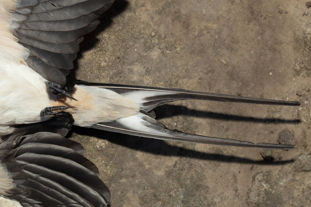Tail of a swallow, bottom view. The barn swallow (Hirundo rustica). Dead bird. - Photo, Image