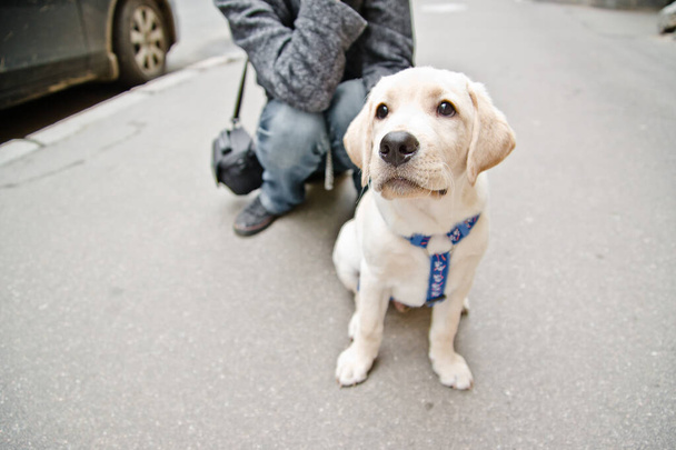 Labrador Retriever cinsinden bir köpek yavrusu sokakta oturuyor. - Fotoğraf, Görsel
