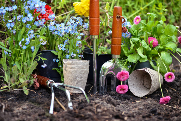 Narzędzia ogrodnicze i wiosenne kwiaty w ogrodzie. Koncepcja ogrodnictwa. - Zdjęcie, obraz