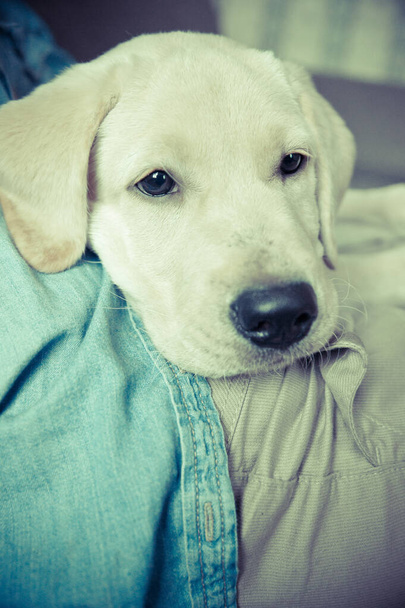 labrador retrívr štěně vypadá smutně v objetí - Fotografie, Obrázek