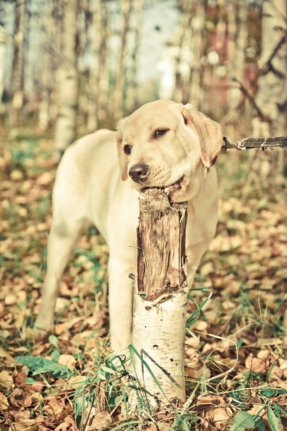 a labrador retriever puppy bites a birch stump - Photo, Image