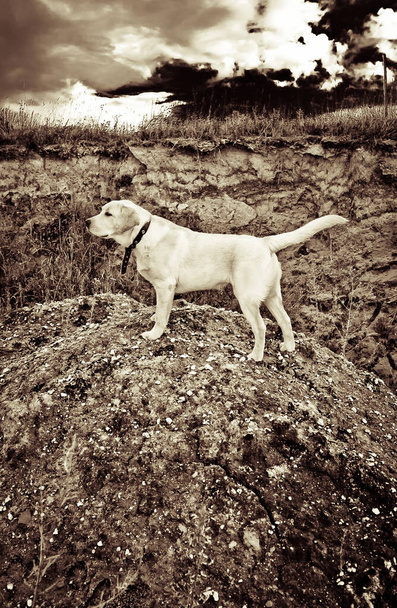 a labrador retriever puppy standing on a hill - Photo, Image