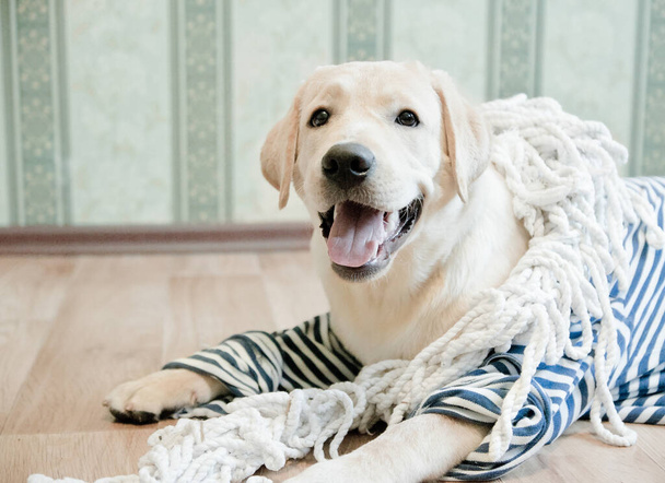 Çizgili denizci forması giymiş, ahşap bir zeminde uzanmış ve gülümseyen sevimli bir Labrador av köpeği. - Fotoğraf, Görsel